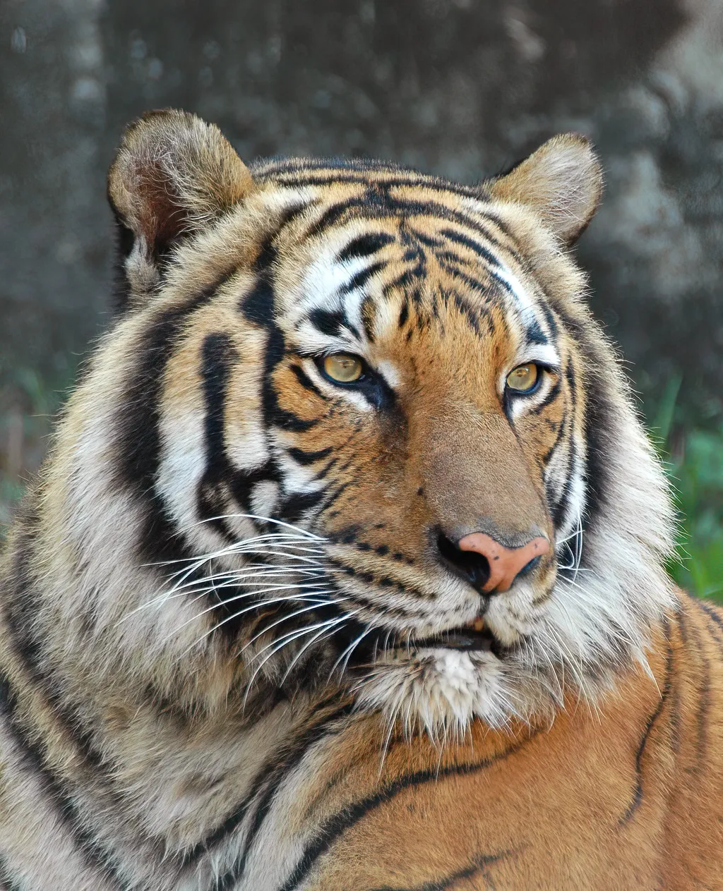 Untamed Eyes by Sharon McClung