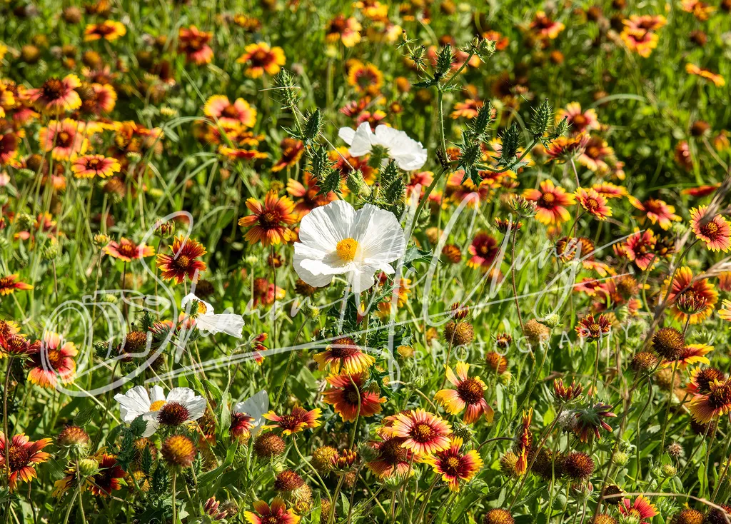White Prickly Poppies and Mexican Blankets by Sharon McClung