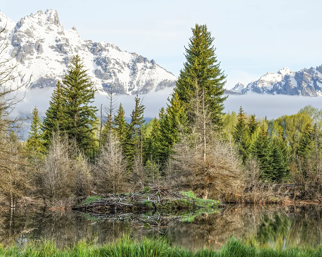 Beaver Dam at Schwabacher Landing by Sharon McClung